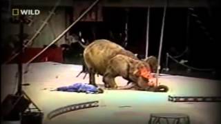 Слон давит людей в цирке.Шок! elephant crushes people