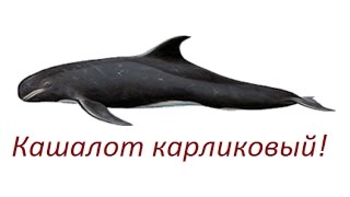 Русская Рыбалка 3.99  Кашалот Карликовый