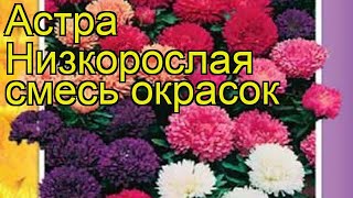 Астра низкорослая Смесь окрасок. Краткий обзор, описание характеристик, где купить семена