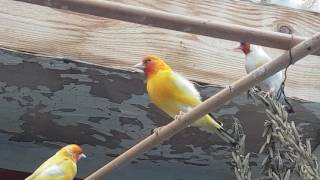 Distelvink, goldfinches, chardonnerets, stieglitz, jilguero, cardellino.