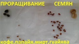 Проращивание семян новых