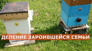 ДЕЛЕНИЕ СЕМЬИ