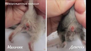 Определение пола у шиншилл
