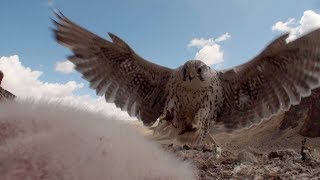 СОХРАНИТЬ сокола-балобана (Алтай) Птицы Сибири. Saker falcon in the wild