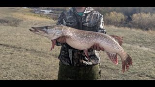 Трофейная щука. Рыбалка кастинговой сетью
