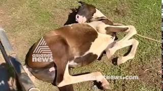 Horse brutally attacked in Kollam , police register case against accused | FIR