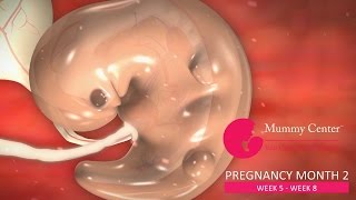 2nd Month of Pregnancy – Definitive Guide For Pregnancy Month 2 | Week (5,6,7,8) | Mummy Center