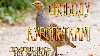 Куропатка в домашних условиях Куропаток выпустили на свободу Нашли птенца Приготовление Разведение