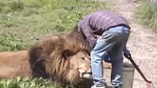 Lion Attack   Friendly, Powerful, Dangerous