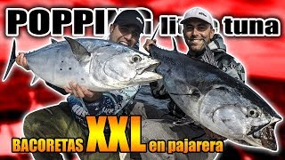 COMO pescar bacoretas GRANDES ( Bacoretas XXL a popping)