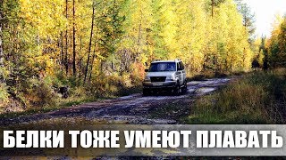 ДЕНЬ В ЛЕСУ / ГРИБЫ / ЯГОДЫ / РЫБАЛКА
