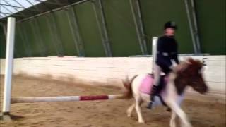 shettisen prescilla hoppning dressyr och pyssling