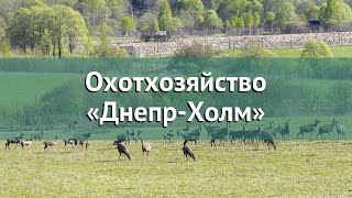 Охота в Смоленской области – Охотхозяйство «Днепр-Холм» охота на лося в Смоленской области