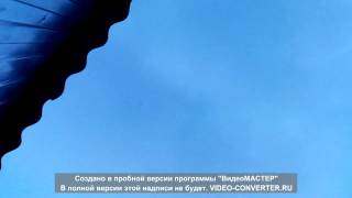 Николаевские голуби Воронежской области