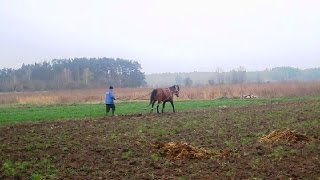 Весна  Лошадь Торжествует  Весенняя Вспашка  Звуки Природы (Animal Planet. Pet World)