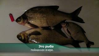 Ловля леща в июне на кукурузу..
