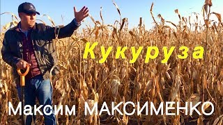 Кукуруза на полях Максима Максименко