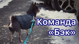 Как научить собаку команде «бэк» — ходить задом вокруг предметов