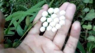 HOYA LACUNOSA Sp. Java - Hoya Flowers Indonesia - Fazza Nursery Yogyakarta 17.8.16