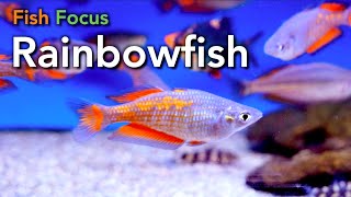 Fish Focus - Rainbowfish