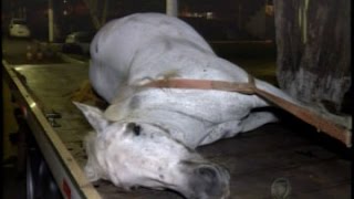 Égua da cavalaria da Polícia Militar morre eletrocutada