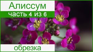 ?Обрезка алиссума, болезни и вредители растения