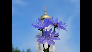 * У каждого в сердце свой Храм и свой Бог... Стихи  Ильи Евтеева