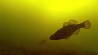Подводное видео ловли на чертик.  Безмотыльная снасть.  Ротан