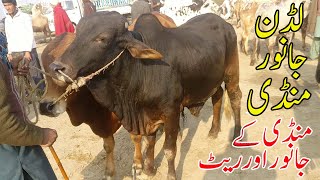 Ludan Mandi kay Janwar Or rate Latest Update Urdu/Hindi | SS Tv |