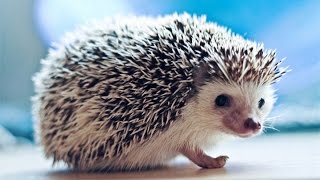 Как чешется ёж
