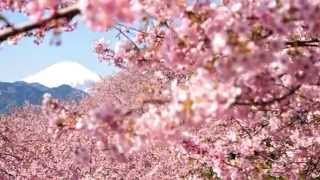 Cherry blossoms in Japan