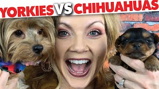 Yorkies vs Chihuahuas!! Which is the better breed for you? | Sweetie Pie Pets