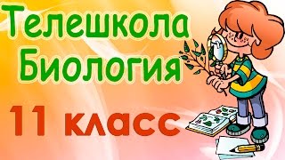 Доказательства животного происхождения человека.  Работа Ч.  Дарвина