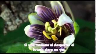 Alli estare Walter Jjimenez-(steven Curtis)