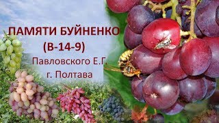 Виноград 2019  Виноград Памяти Буйненко  Отзыв о винограде