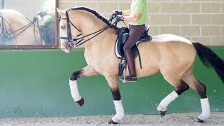 Lusitano Horse Prix Sant George for sale