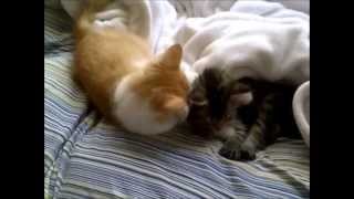 Huxley and Henrietta
