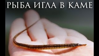 Морская рыба в реке?!