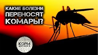 Какие болезни переносят комары?