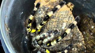 Feeding Poecilotheria Fasciata