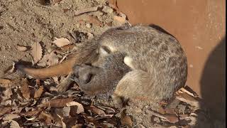 2頭で仲良くお休み　ミーアキャット　埼玉県こども自然動物公園で　00173