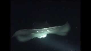 Nachttauchgang mit Haien, Rochen und Dickkopfmakrelen - nigth dive