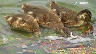 У водоймах Рівного виявили збудника холери
