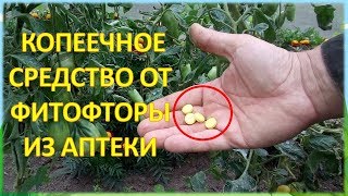 За ВОСЕМЬ рублей обработал от болезней ДВЕ теплицы с огурцами и томатами!!! Фурацилин от фитофторы.