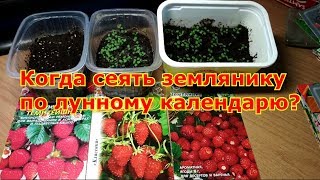 Когда сеять садовую землянику на рассаду в 2020г по Лунному календарю?