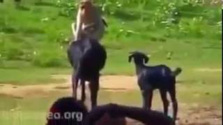 Обезьянка издевается над козами Прикольное видео