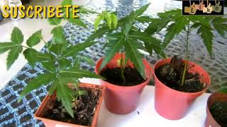 Tiempo de germinación de semillas ( Parte 3)