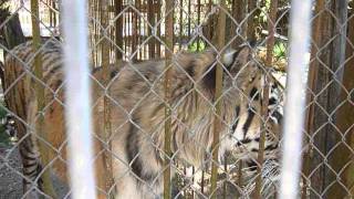 Уссурийский тигр в Mini-Zoo в Клайпеде
