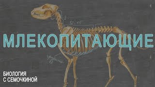 Млекопитающие