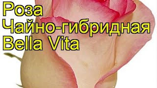 Роза чайно-гибридная Белла Вита. Краткий обзор, описание характеристик Bella Vita